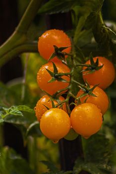 Close-up of rain drenched yellow tomatoes on the plant