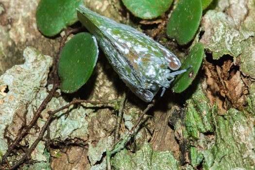 Flatid planthopper, or Moth bugs, wedge-shaped cicadas are small insects. An adult clings to a tree branch. The wings are opaque and are white.

  
