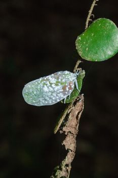 Flatid planthopper, or Moth bugs, wedge-shaped cicadas are small insects. An adult clings to a tree branch. The wings are opaque and are white.

  
