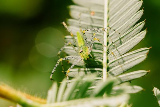 Small green spiders lurk on the leaves waiting to trap their prey.







