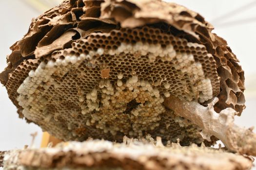 Dry empty hive in nature without the bees
