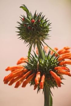 Bright orange flowers of Lion’s Ear (Leonotis nepetifolia)