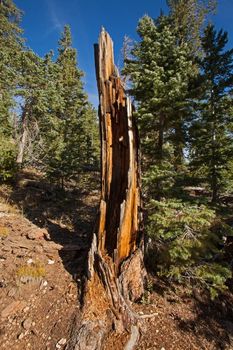 Natural forest recovering from a past forest fire. Bryce Canyon National Park. Utah. USA