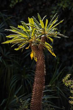 Backlit Madagascar Palm (Pachypodium lamerei) after the rain