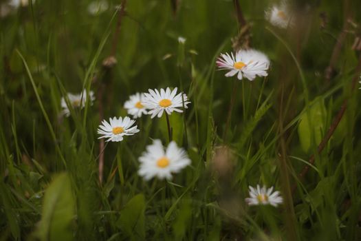 blooming white daisies in the glade of the park.