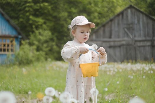 Little girl in a field of flowers, blowing the fluffy seeds off a dandelion seedhead clock.