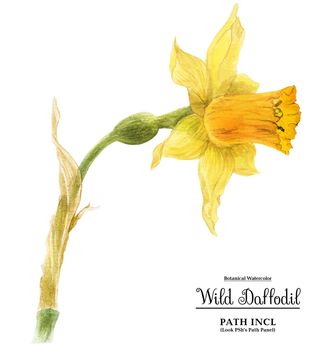 Watercolor botanical realistic illustration. Wild daffodil on a white background, path included.