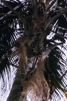 Ptychosperma palm tree with green fruits close up
