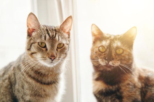 Two fluffy cats sitting on windowsill under rays of sun. Kittens carefully look at camera. Curiously domestic animals. Friendship between pets. Good day outside window.