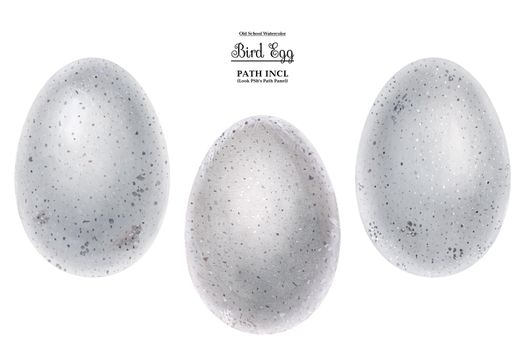 Realistic watercolor illustration Bird eggs. Isolated, path included