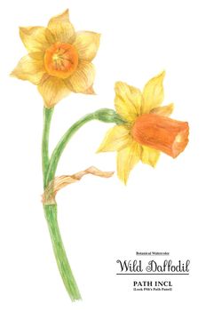 Watercolor botanical realistic illustration. Wild daffodil on a white background, path included.