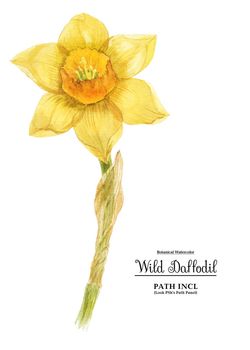 Watercolor botanical realistic illustration. Wild daffodil on a white background, path included.