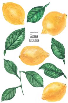 Watercolor botanical realistic illustration. Lemon fruits and leaves on a white background, path included.