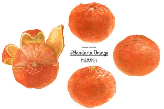 Watercolor botanical realistic illustration. Mandarin Orange on a white background, path included
