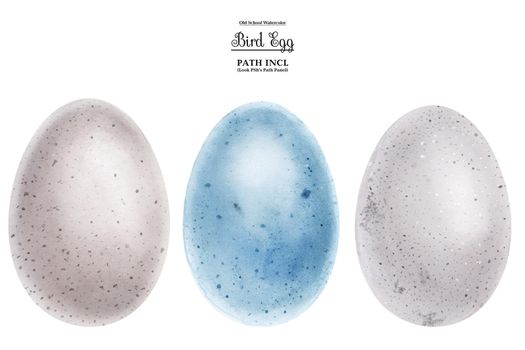 Realistic watercolor illustration Bird eggs. Isolated, path included