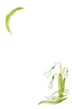 Hand-Drawing watercolor snowdrop flowers. Easter design and card template