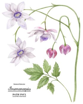 Anemonopsis branch, watercolor illustration with clipping path