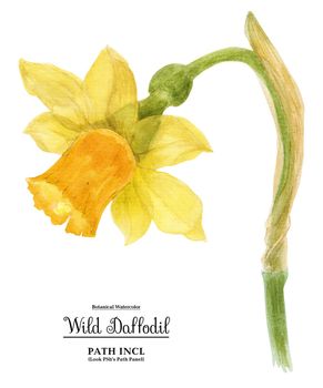 Watercolor botanical realistic illustration. Wild daffodil on a white background, path included.