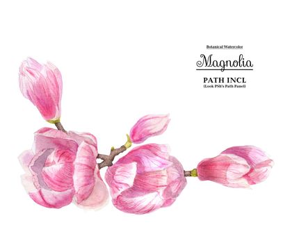 Watercolor illustration of budding pink magnolia flowers