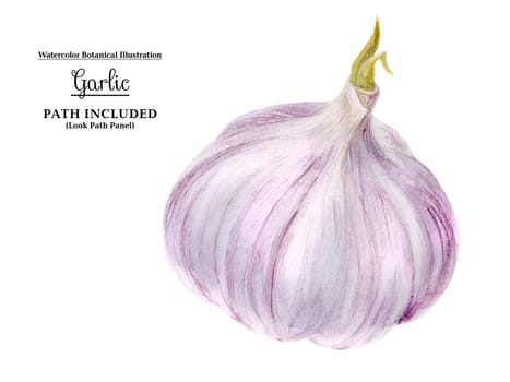 Modern watercolor botanical illustration of head of garlic. Isolated, path included