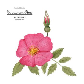 Watercolor illustration Wild Rose (Cinnamon Rose) flower and bud on a branch. Isolated, path included