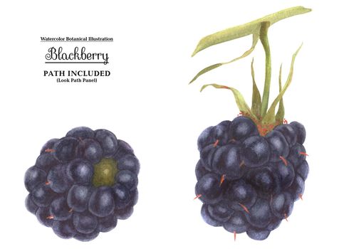 Watercolor botanical illustartion. Fresh blackberry. Isolated, path included