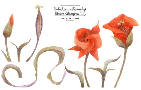 Watercolor set of Calochortus kennedyi flowers, buds and fruit. Isolated, path included