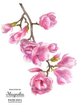 Watercolor illustration of a flowering magnolia branch