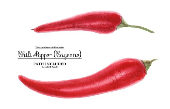 Modern watercolor botanical illustration of two red hot cayenne peppers. Isolated, path included