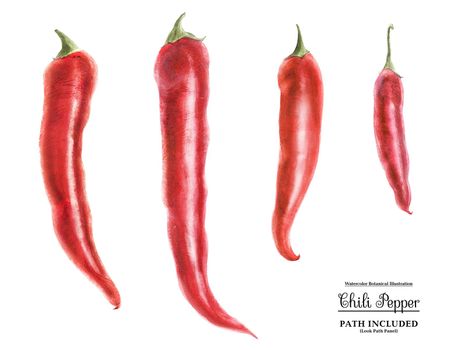 Modern watercolor botanical illustration of four red hot chili peppers. Isolated, path included