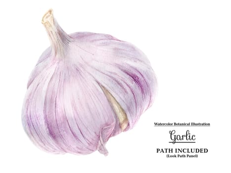 Modern watercolor botanical illustration of pink garlic bulb. Isolated, path included