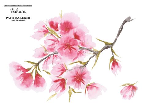 Watercolor cherry blossom in asian one-stroke painting style. White background, path included