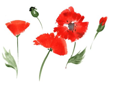 One-stroke watercolor illustration. Red poppy flowers. White background, path included