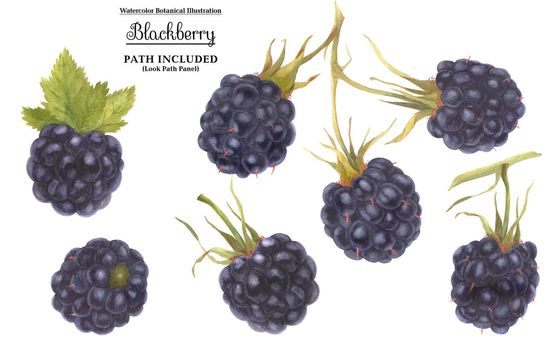 Watercolor botanical set. Blackberry. Isolated, path included