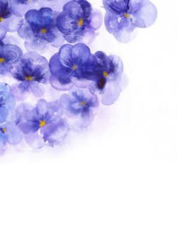 Purple flowers pansies. Template for the elegant design of invitations, cards, greetings or for high-res art prints