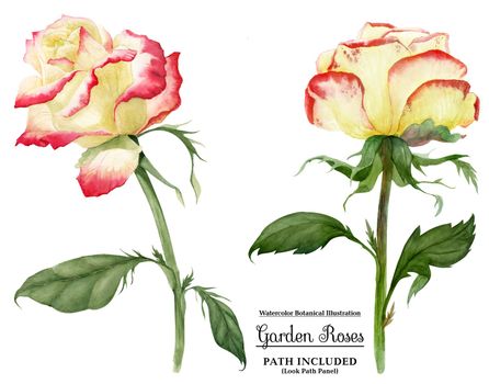 Creamy yellow roses with red tips. Watercolor illustartion, isolated, path included
