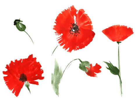 One-stroke watercolor illustration. Red poppy flowers. White background, path included