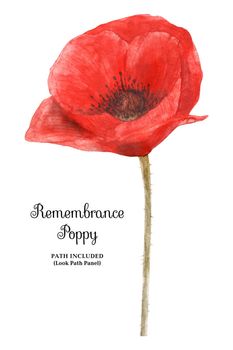 Watercolor botanical illustartion. Remembrance Poppy, symbol of 11 November. White background, path included