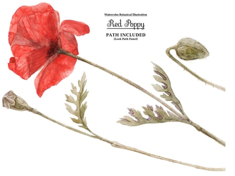 Watercolor botanical illustartion. Red Poppy, Set of elements, isolated, path included