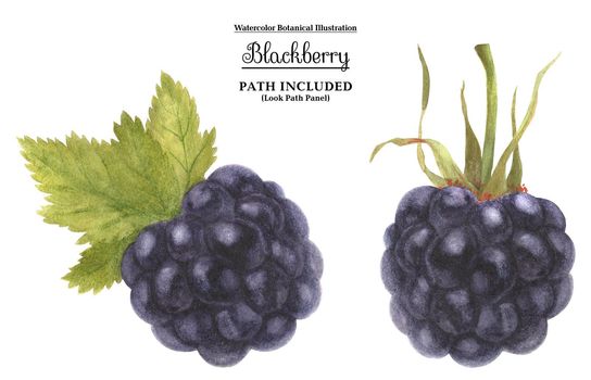 Watercolor botanical illustartion. Fresh blackberry. Isolated, path included