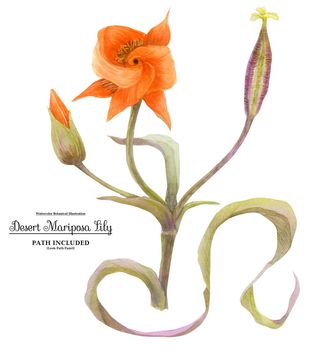 Watercolor illustration of Calochortus kennedyi flowers, buds and fruit. Isolated, path included