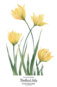 Watercolor illustration Yellow Woodland Tulip flowers and leaves. Isolated, path included