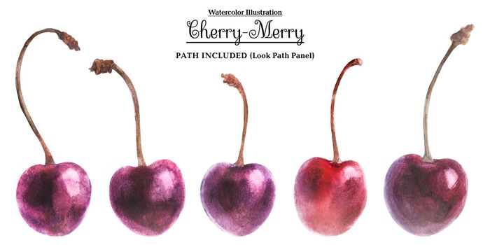 Watercolor botanical set. Cherry. Isolated, path included