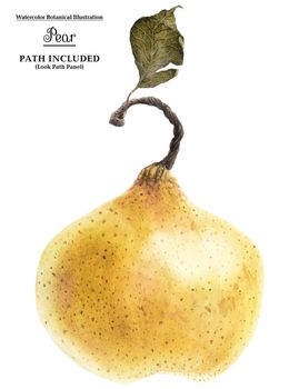 Watercolor illustration. Fat Fresh Yellow Summer Pear on a white backdrop, isolated, path included
