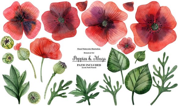 Decorative watercolor illustration. Wild Poppy. Isolated elements, path inclided