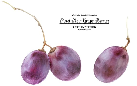 Modern watercolor botanical illustration. Pinot noir-grigio grape berries. Isolated, path included