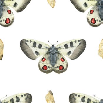 Watercolor seamless pattern Apollo butterfly. Realistic style, insects on a white background, path included