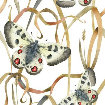 Watercolor seamless pattern Apollo butterfly and grass plant. Realistic style, white background, path included