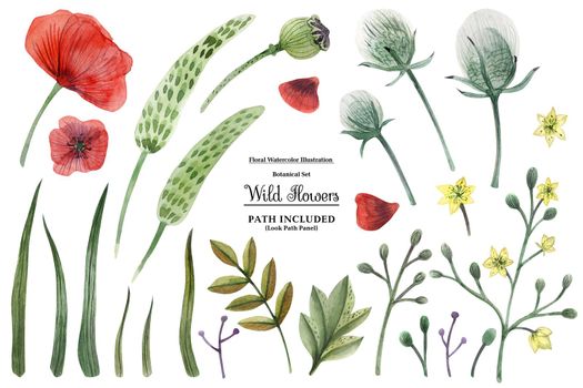 Decorative watercolor illustration. Wild Flowers. Isolated, path inclued