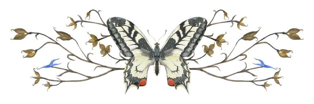 Nature design by watercolor. Butterfly Machaon and plant vignette. Isolated, path included